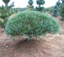 ´Nana´ Eastern White Pine
